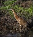 _6SB9172 american bittern